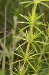 Yellow Spring bedstraw 